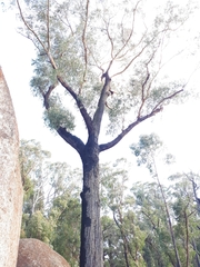 Eucalyptus sieberi