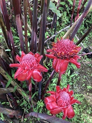 Etlingera elatior image