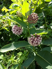 Asclepias syriaca