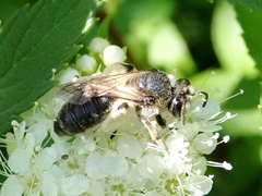Andrena japonica