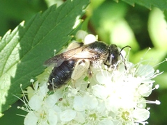 Andrena japonica