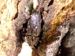 Helota gemmata