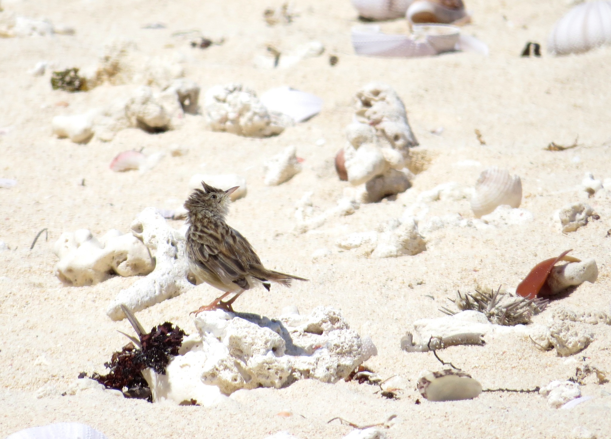 Madagascar Cisticola (Cisticola cherina)
