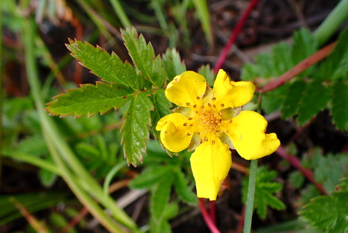 Pacific silverweed (Argentina pacifica)