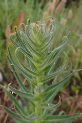 Madia sativa