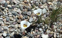 Calochortus bruneaunis