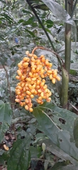 Chamaedorea pinnatifrons