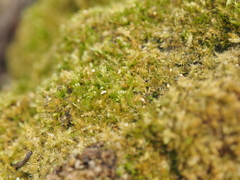 Sematophyllaceae