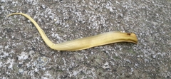 Kigelia africana
