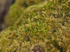 Sematophyllaceae