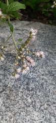 Cyrtocymura