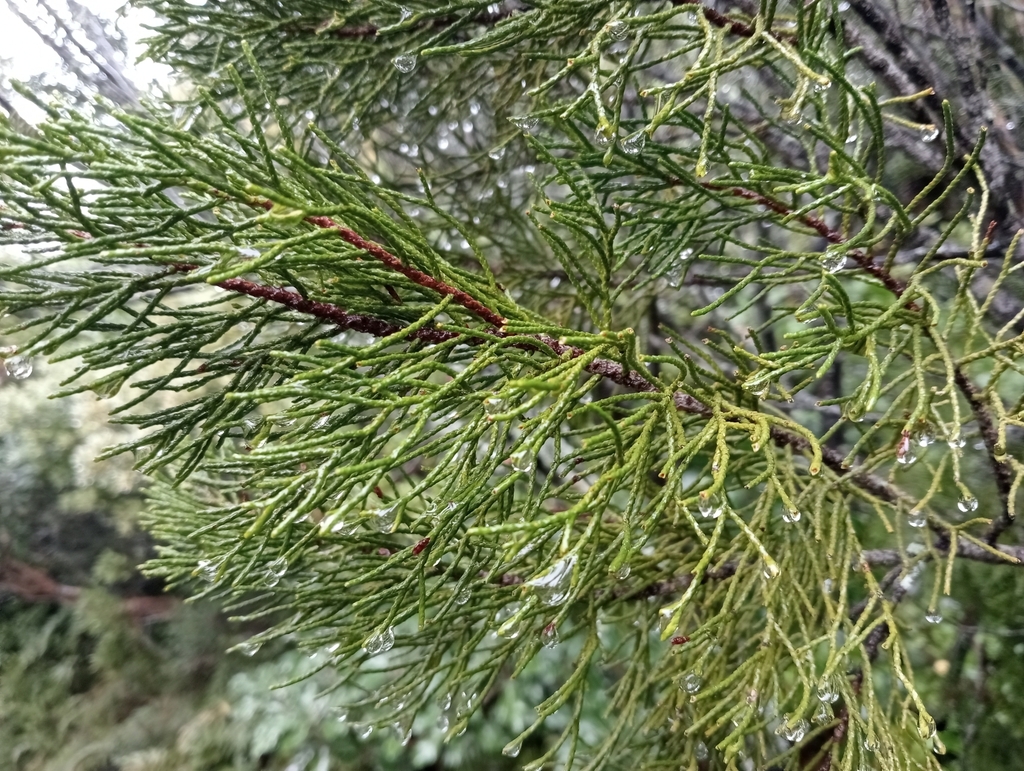 bog pine from 7999, New Zealand on June 25, 2022 at 02:44 PM by John ...