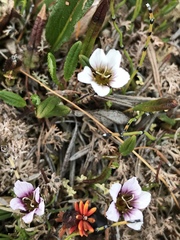 Cherleria arctica