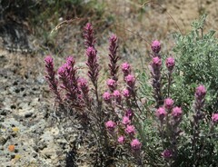Castilleja angustifolia