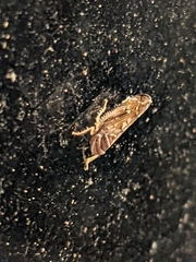 Scaphoideus opalinus