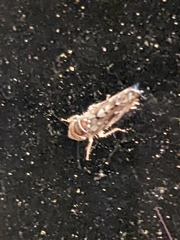 Scaphoideus opalinus