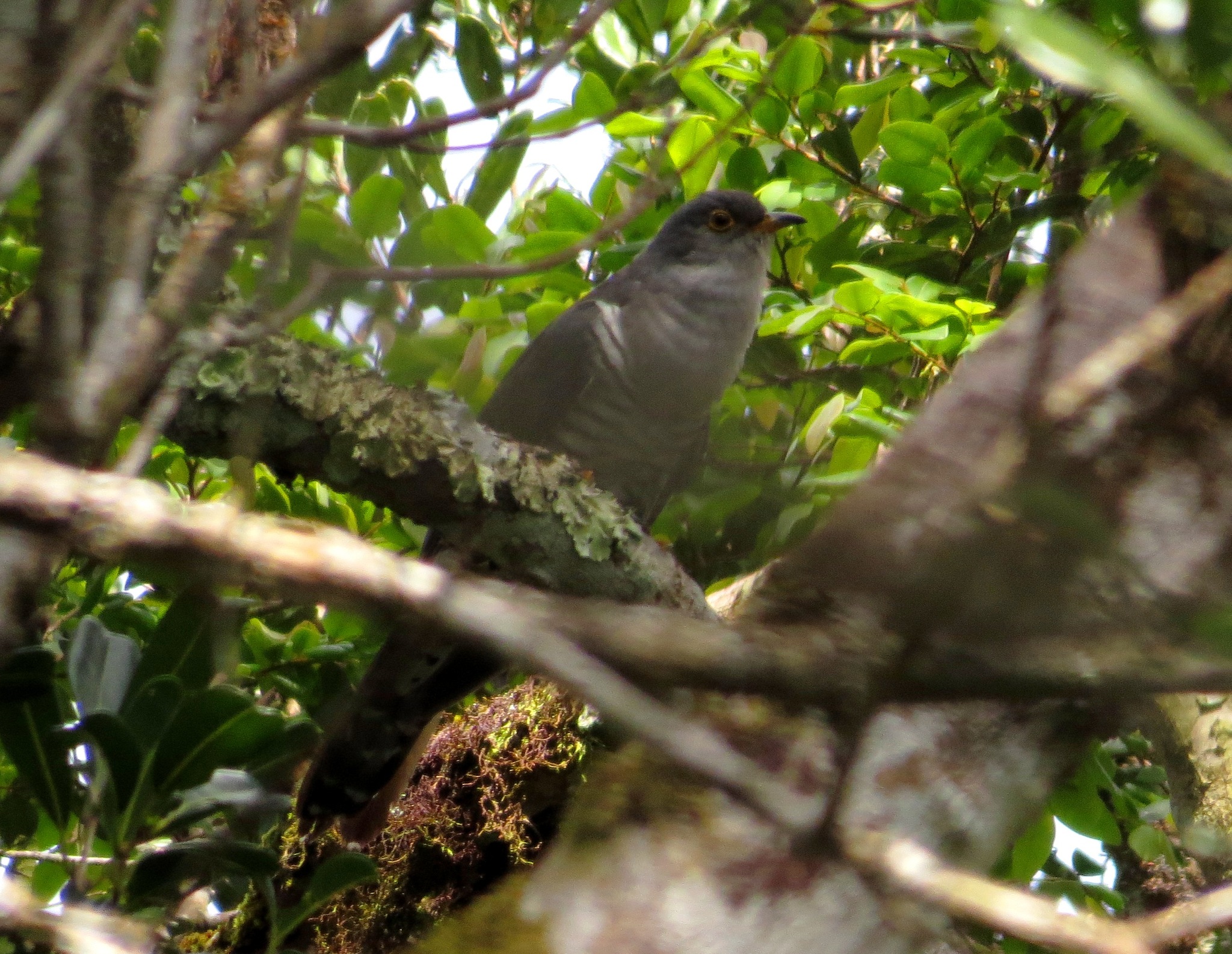 Madagascar Cuckoo illustration