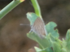 Satyrium liparops