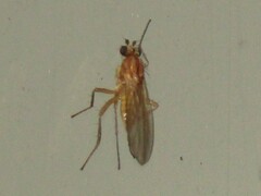 Lonchoptera bifurcata