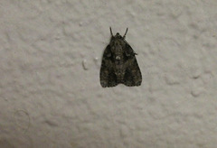 Acronicta increta