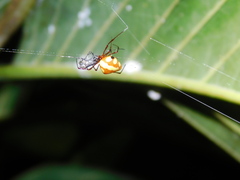 Theridion quadratum