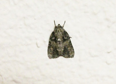 Acronicta increta