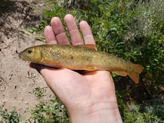 Catostomus fumeiventris