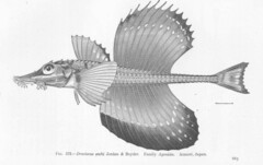 Sail-Fin Poacher photo 3