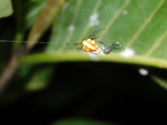 Theridion quadratum