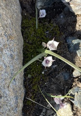 Calochortus coeruleus