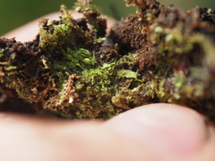 Jungermannia atrovirens