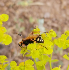 Cryptocheilus octomaculatus
