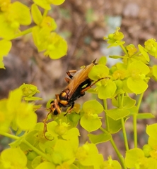 Cryptocheilus octomaculatus