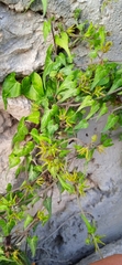 Chthamalia tehuacana