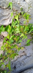 Chthamalia tehuacana