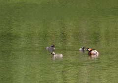 Tachybaptus pelzelnii