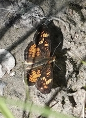 Phyciodes batesii
