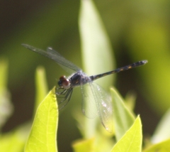 Erythrodiplax berenice