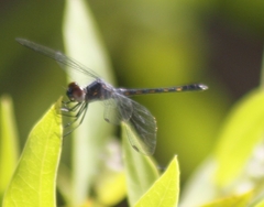 Erythrodiplax berenice