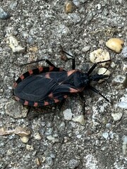 Triatoma sanguisuga