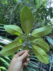Croton poecilanthus