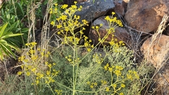 Bilacunaria boissieri