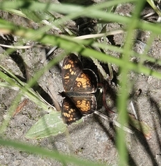 Phyciodes batesii