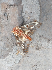 Citheronia splendens