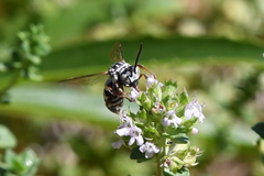 Triepeolus subnitens