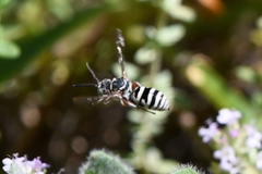 Triepeolus subnitens