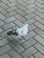 Columba livia domestica