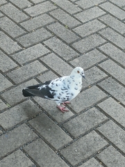 Columba livia domestica