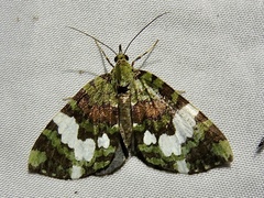 Hydriomena polyphonta