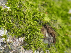 Sematophyllaceae